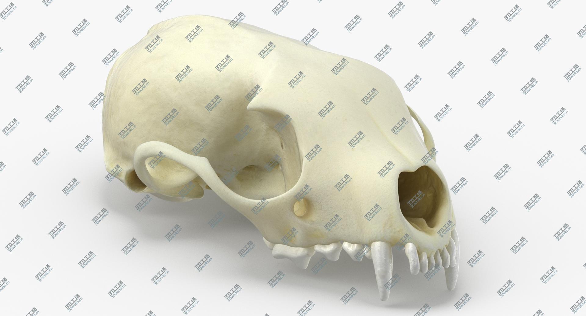 images/goods_img/2021040231/Real White Breasteed Marten Skull 01 3D model/2.jpg